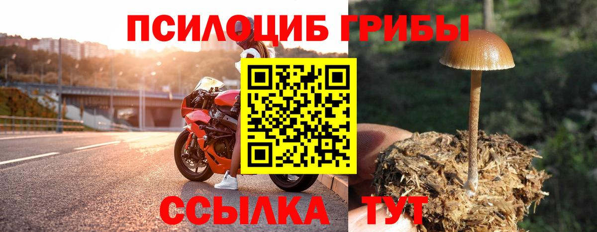 Галлюциногенные грибы Psilocybe  Вход с VPN  Саранск  Псилоцибиновые грибы мицелий 